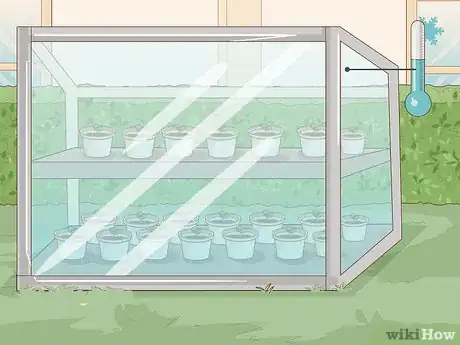 Image titled Grow Runner Beans Step 4