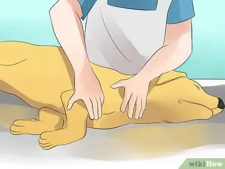 Image titled Massage a Dog Step 13
