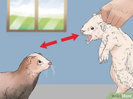 Image titled Raise Ferrets Together Step 10