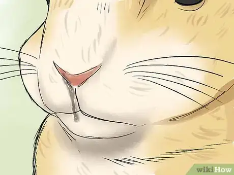 Image titled Diagnose Snuffles (Pasteurella) in Rabbits Step 2