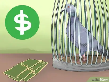 Image titled Tame Pigeons to Be out of Cage Permanently Step 1
