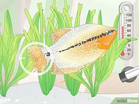 Image titled Prevent Fish From Getting Sick Step 19