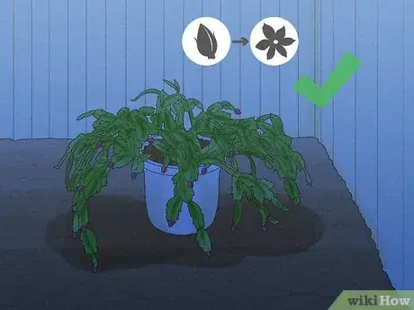 Image titled Get a Christmas Cactus to Bloom Step 2