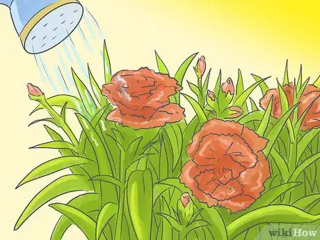 Image titled Pinch Carnations Step 5