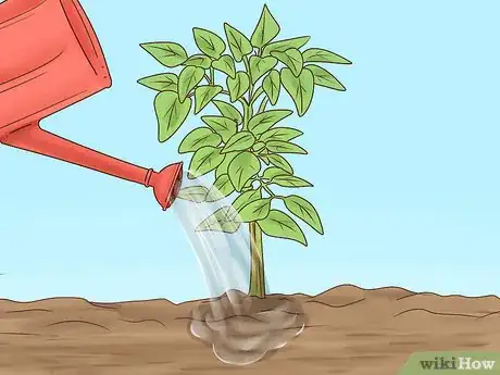 Image titled Grow Cinnamon Step 9