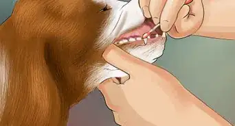 Identify a Welsh Springer Spaniel