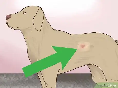 Image titled Watch for Signs of Illness in Senior Dogs Step 4
