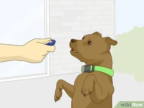 Image titled Get Your Dog Used to a Collar Step 6