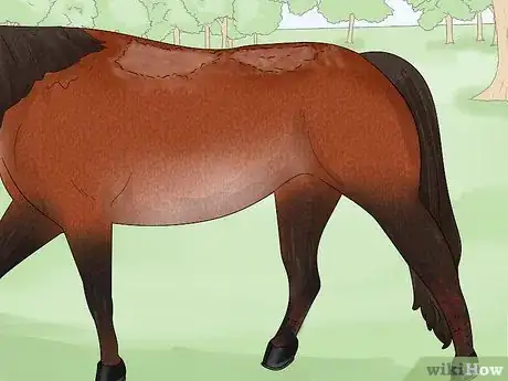 Image titled Prevent Rain Rot in Horses Step 3