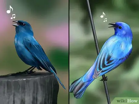 Image titled Identify an Indigo Bunting Step 8
