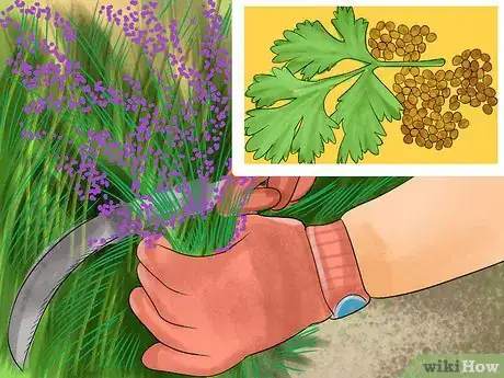 Image titled Harvest Herbs Step 1
