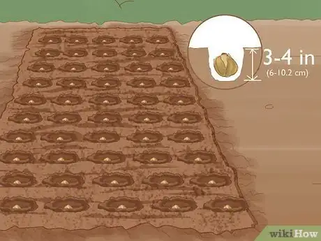 Image titled Plant English Bluebell Bulbs Step 12