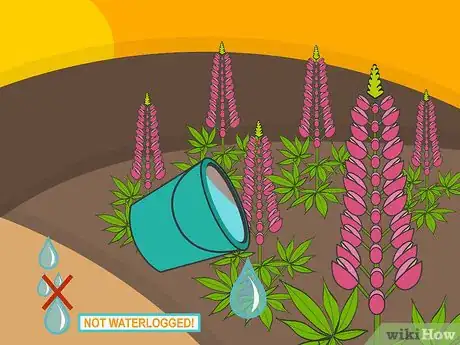 Image titled Grow Lupine Flowers Step 13