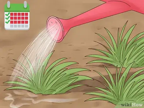 Image titled Plant Grass Plugs Step 9