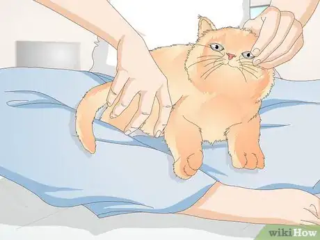 Image titled Stop a Cat from Licking Stuffed Animals and Blankets Step 9