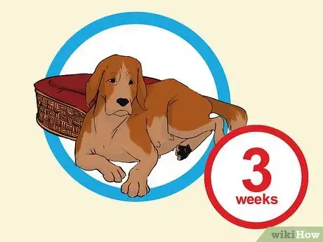 Image titled Add a Puppy to the Family Whilst Your Dog Is Pregnant Step 11