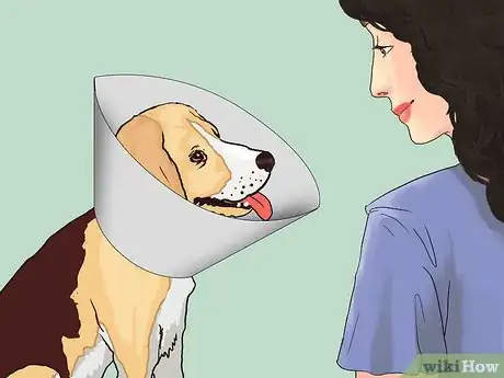 Image titled Keep Your Dog Calm After Neutering Step 1