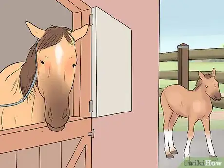 Image titled Prepare a Mare for Foaling Step 21