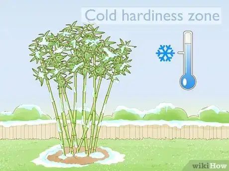 Image titled Buy Bamboo Step 3