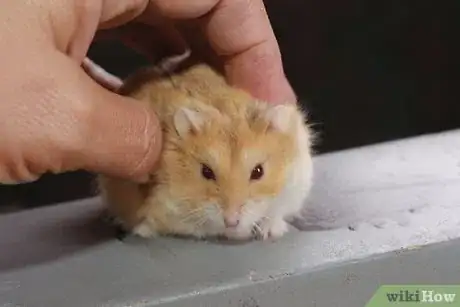 Image titled Make Cute Pictures of Your Hamster Step 8