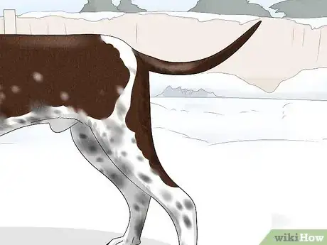 Image titled Identify a Bracco Italiano Step 5
