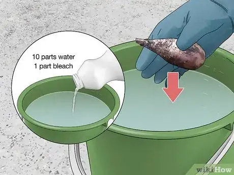 Image titled Cut Dahlia Tubers Step 9