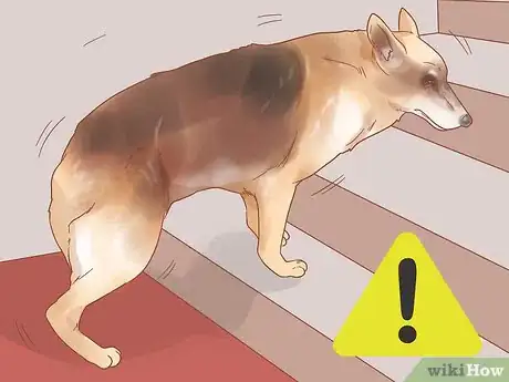 Image titled Know When Your Dog is Sick Step 11