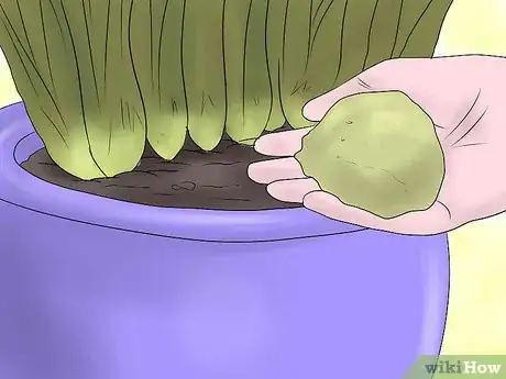 Image titled Keep Narcissus Bulbs After Flowering Step 5