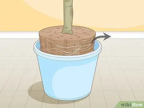 Image titled Plant a Pear Tree Step 6