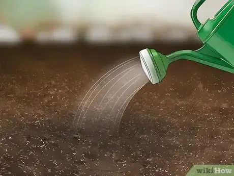 Image titled Plant Liatris Step 4