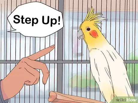 Image titled Train Cockatiels Step 9