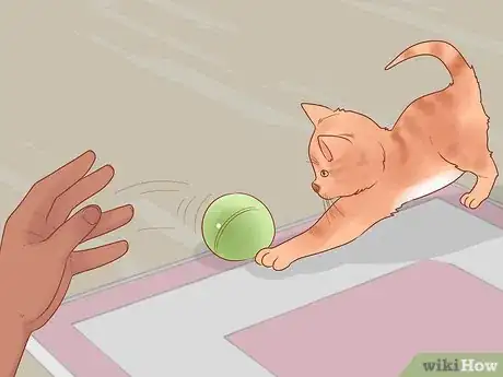 Image titled Keep Cats Safe on Halloween Step 3