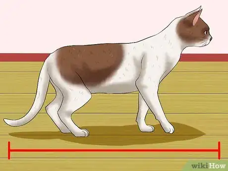 Image titled Measure Clothing for Your Cat Step 2