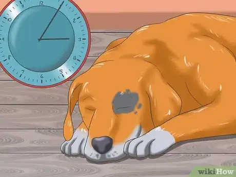 Image titled Deal with Severe Motion Sickness in Dogs Step 10