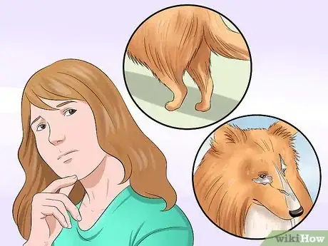 Image titled Care for Shelties Step 4