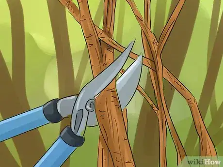 Image titled Prune a Quince Tree Step 11