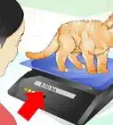 Determine if Your Cat is Overweight