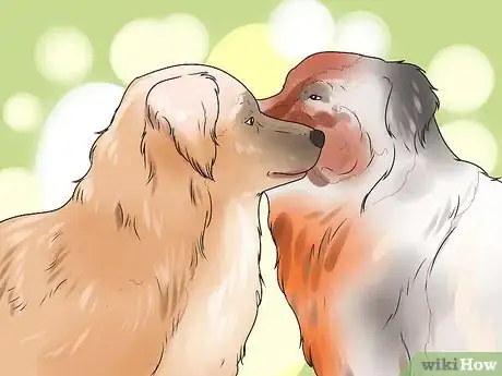 Image titled Get Dogs to Mate Step 20