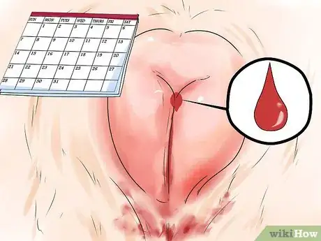 Image titled Get Dogs to Mate Step 11