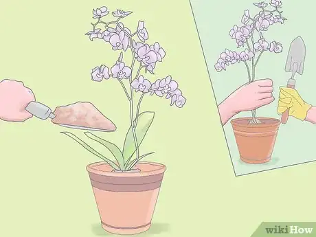 Image titled Care for Mini Orchids Step 11