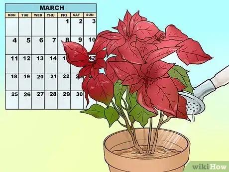 Image titled Grow Poinsettia Step 10