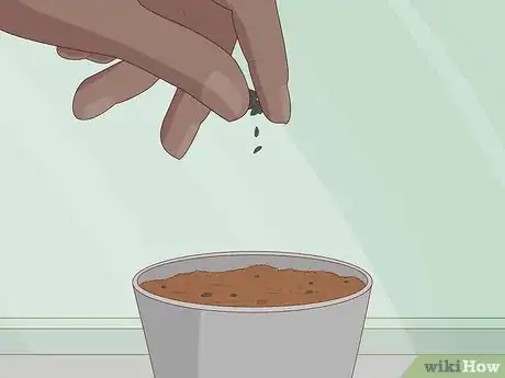 Image titled Grow Sundews Step 13