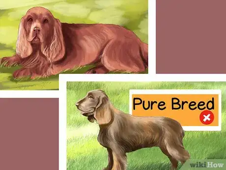 Image titled Identify a Sussex Spaniel Step 7