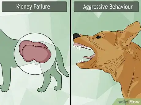 Image titled Treat Encephalitozoonosis in Dogs Step 5