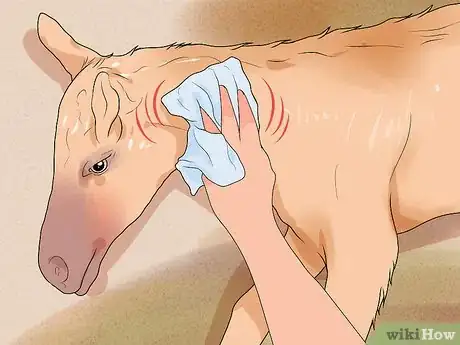Image titled Prepare a Mare for Foaling Step 17