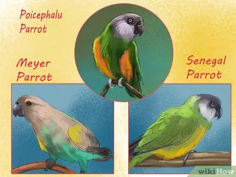 Image titled Select a Pet Parrot Step 4