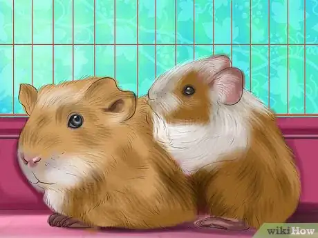 Image titled Prevent Skin Problems in Guinea Pigs Step 7