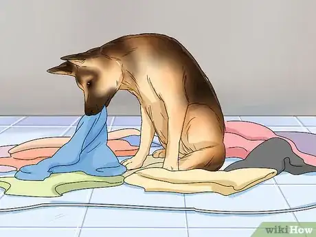 Image titled Tell if a Dog Is Pregnant Step 8