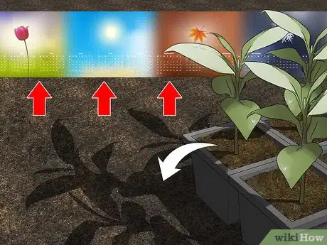 Image titled Grow Evergreen Trees Step 9