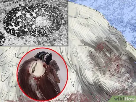 Image titled Treat Avian Pox in Button Quail Step 1